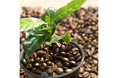 Image Coffee beans and green leaves in a vase.